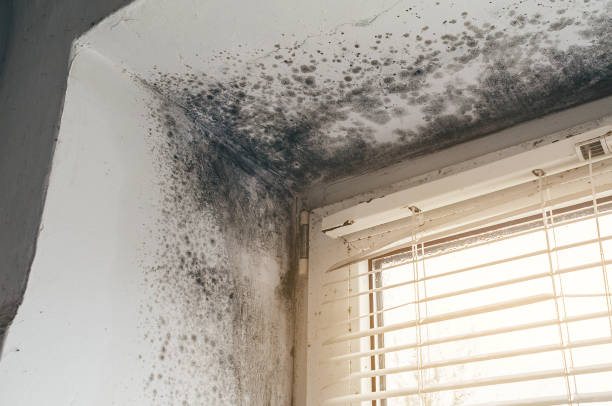 Affordable Black Mold Remediation solutions in Spring Grove, VA